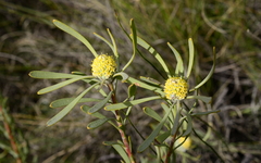 Leucadendron cinereum