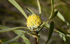 Leucadendron cinereum