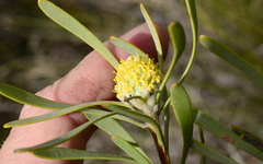 Leucadendron cinereum