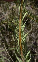 Leucadendron cinereum
