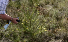 Leucadendron cinereum