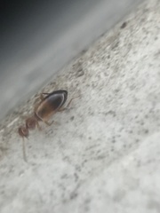 Ischyropalpus subtilissimus
