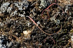 Ornithogalum nanodes