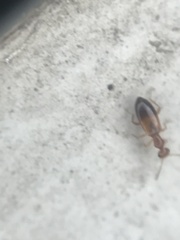 Ischyropalpus subtilissimus