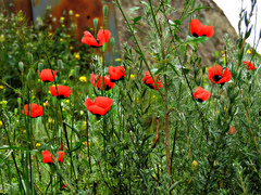 Papaver arenarium