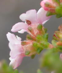 Euchaetis albertiniana