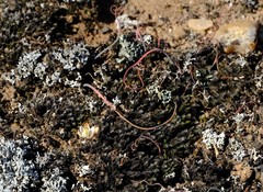 Ornithogalum nanodes