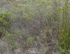 Euchaetis albertiniana