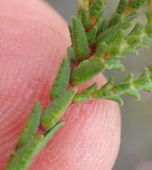 Euchaetis albertiniana