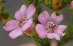 Euchaetis albertiniana