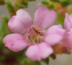Euchaetis albertiniana