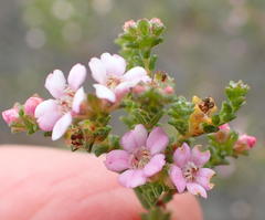 Euchaetis albertiniana