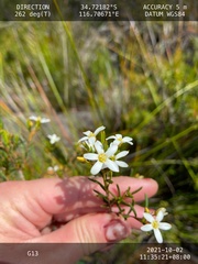 Ricinocarpos glaucus