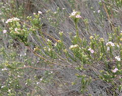 Euchaetis albertiniana