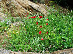 Papaver arenarium