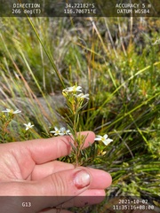 Ricinocarpos glaucus