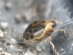 Peltodytes litoralis