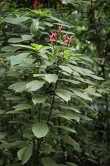 Aphelandra sinclairiana