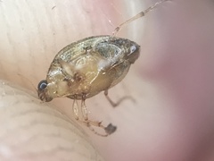 Peltodytes litoralis