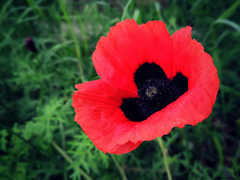 Papaver arenarium