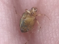 Peltodytes litoralis