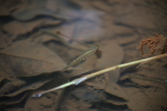 Aplocheilus lineatus