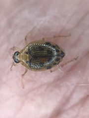 Peltodytes litoralis