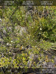 Ricinocarpos glaucus