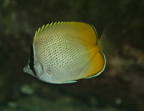 Gunther's butterflyfish (Chaetodon guentheri) — Chaetodontidae — 4