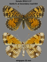 Phyciodes tharos orantain