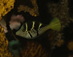 Paraluteres prionurus