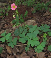 Oxalis bowiei