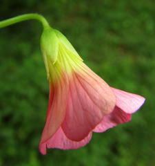 Oxalis bowiei