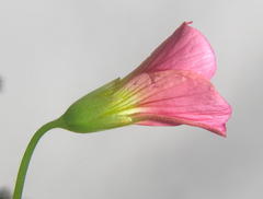 Oxalis bowiei