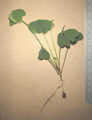 Oxalis bowiei