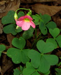 Oxalis bowiei