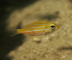 Common Bluestripe Snapper photo 4