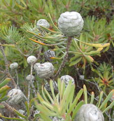 Leucadendron galpinii