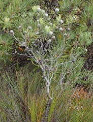 Leucadendron galpinii