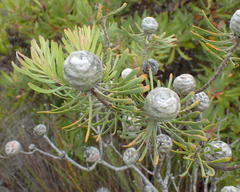 Leucadendron galpinii