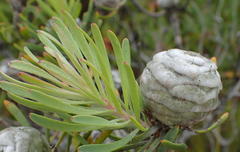 Leucadendron galpinii