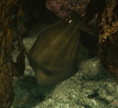 Cantherhines pardalis