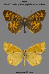 Phyciodes pulchella tutchone
