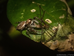 Paraphilaeus daemeli