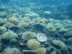 Fungia fungites