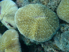 Fungia fungites