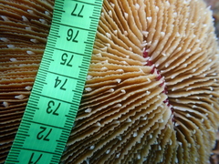 Fungia fungites