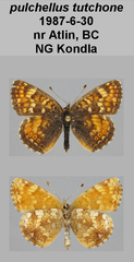 Phyciodes pulchella tutchone