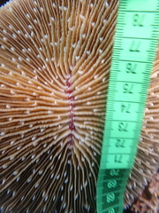 Fungia fungites