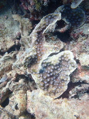 Echinopora hirsutissima
